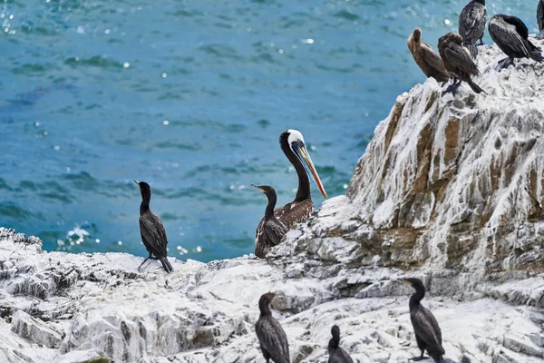 Colonia Aves Parque Nacional Paracas Costa Del Océano Pacífico Del — Foto de Stock