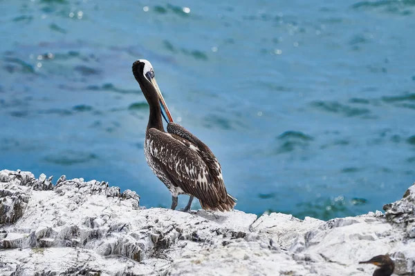 Vogelkolonie Paracas Nationalpark Der Pazifikküste Perus Peruanischer Pelikan Sitzt Auf — Stockfoto