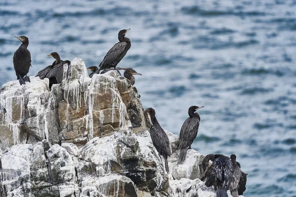 Colonia Aves Cormorán Guano Parque Nacional Paracas Costa Del Océano — Foto de Stock