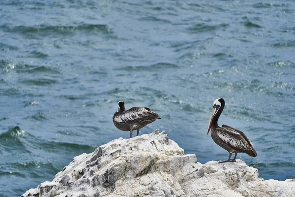 Colonia Aves Parque Nacional Paracas Costa Del Océano Pacífico Del — Foto de Stock