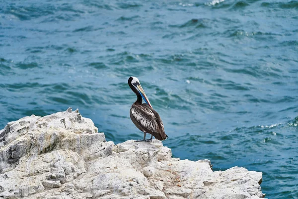 Vogelkolonie Paracas Nationalpark Der Pazifikküste Perus Peruanischer Pelikan Sitzt Auf — Stockfoto