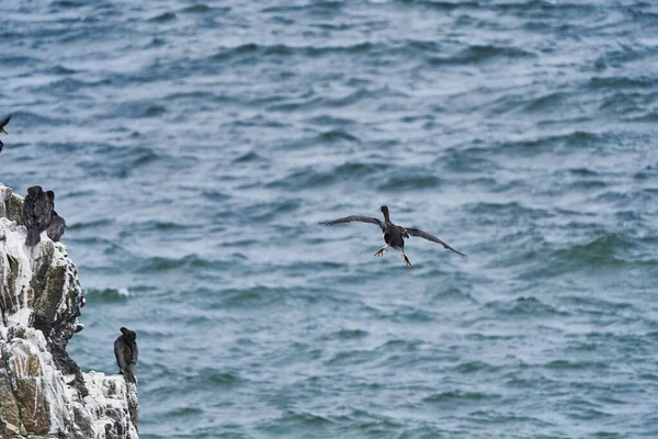 Peru Nun Pasifik Okyanusu Kıyısındaki Paracas Ulusal Parkı Nda Kuş — Stok fotoğraf