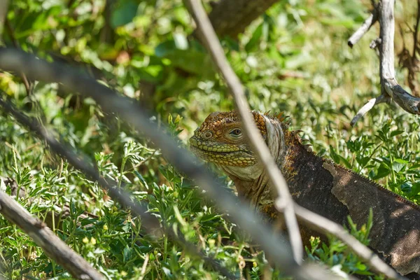 Galapagos Landleguan Conolophus Subcristatus Seinem Natürlichen Lebensraum Eine Gelbe Eidechse — Stockfoto