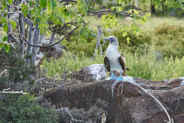 Sula Nebouxii Ave Marina Las Islas Galápagos Ecuador América Del — Foto de Stock