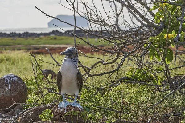 Sula Nebouxii Ave Marina Las Islas Galápagos Ecuador América Del — Foto de Stock