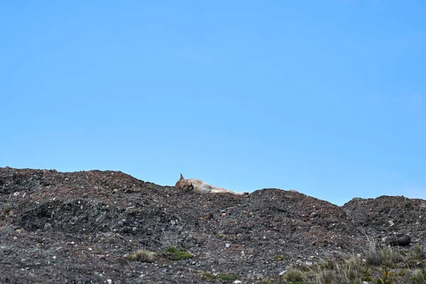 Puma Concolor Felinae Familyasından Bir Dağ Aslanı Türü Patagonya Şili — Stok fotoğraf