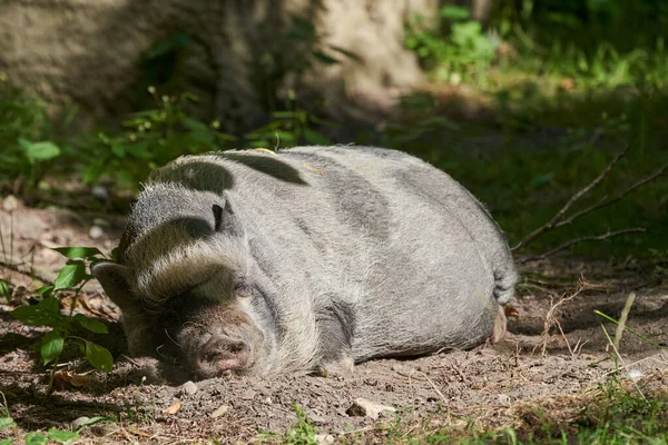 Sue Scrofa Domestiktik Babi Babi Babi Berbaring Tanah Dan Tidur — Stok Foto