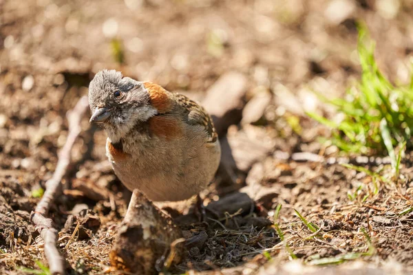 Zonotrichia Capensis Rufous Collared Vrabec Malý Ptáček Patagonie Jižní Americe — Stock fotografie