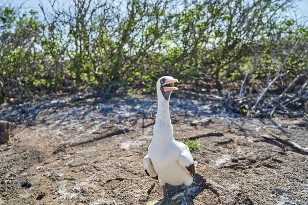 Nazca Booby Sula Granti Stor Vit Havsfågel Med Svart Ansiktsmask — Stockfoto