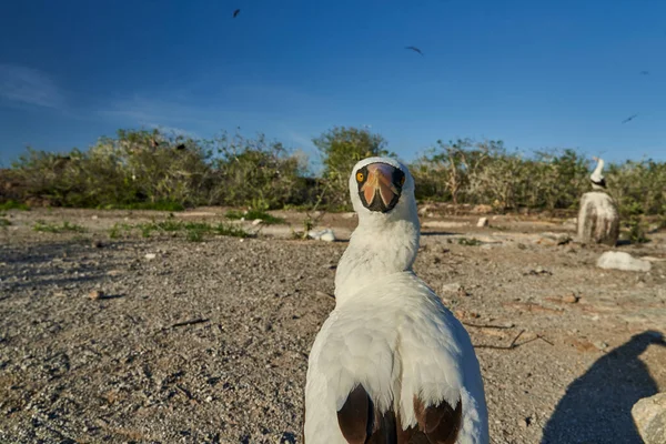 Nazca Booby Sula Granti Est Grand Oiseau Mer Blanc Avec — Photo