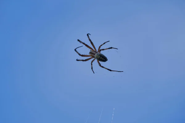 Neoscona Oaxacensis Відомий Західні Плямисті Орбіті Павука Павука Zig Zag — стокове фото