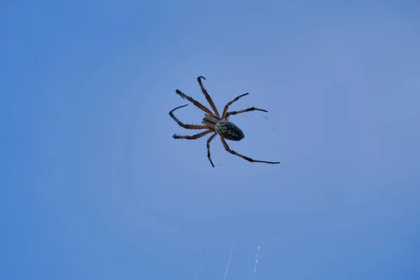 Neoscona Oaxacensis Batı Benekli Orbweaver Zig Zag Örümceği Olarak Bilinen — Stok fotoğraf