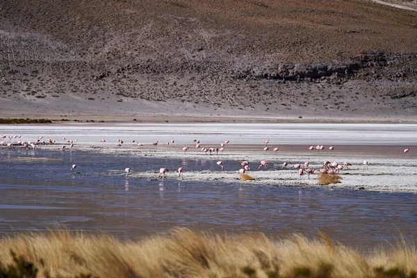 Flamenco Andino Phoenicoparrus Andinus Una Las Lagunas Largo Ruta Las — Foto de Stock