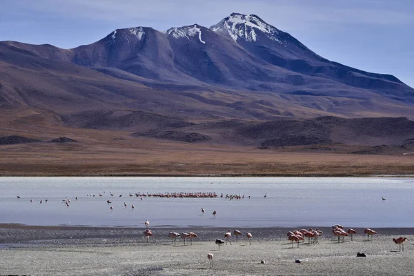 Flamingo Andino Phoenicoparrus Andinus Uma Das Lagoas Longo Rota Lagoonas — Fotografia de Stock