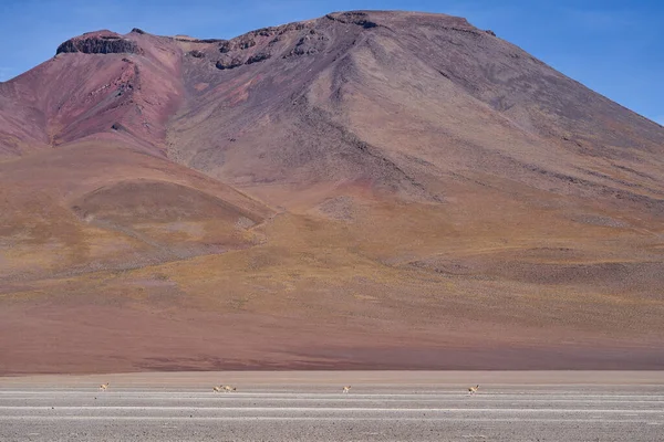 Vicunas Caminando Sobre Una Llanura Gran Altitud Del Altiplano Las —  Fotos de Stock