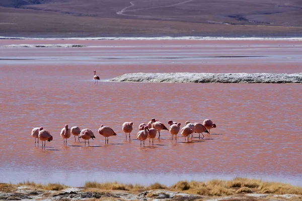 Fenicottero Andino Fenicoparrus Andinus Nell Acqua Minerale Rossa Della Laguna — Foto Stock