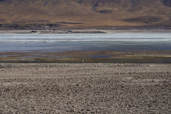 Vicuna Guadare Attraverso Laguna Blanca Lago Salato Nell Altipiano Della — Foto Stock