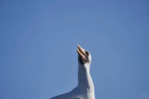 ナスカ ブービー Sula Granti は白い大きな海鳥で 黒い顔のマスクをしており 太平洋のガラパゴス諸島に住んでいる エクアドル 南アメリカ — ストック写真