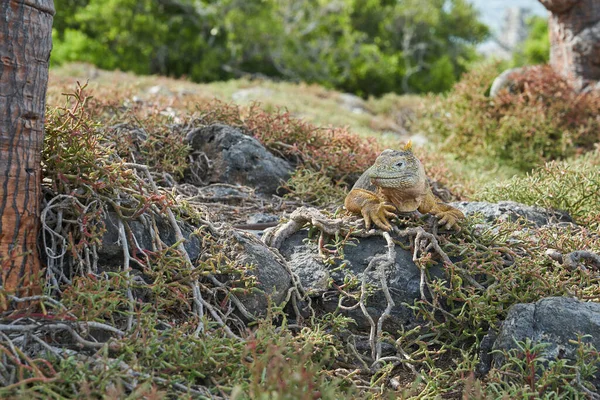 Galápagos Terra Iguana Conolophus Subcristatus Seu Habitat Natural Lagarto Amarelo — Fotografia de Stock