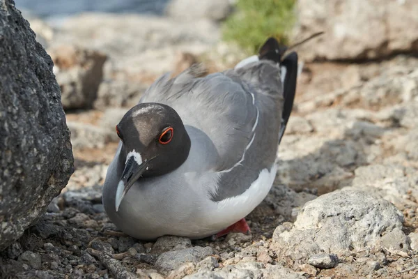 Gaviota Cola Golondrina Creagrus Furcatus Una Ave Marina Ecuatorial Familia — Foto de Stock