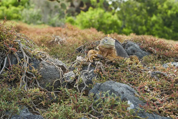 Galápagos Terra Iguana Conolophus Subcristatus Seu Habitat Natural Lagarto Amarelo — Fotografia de Stock