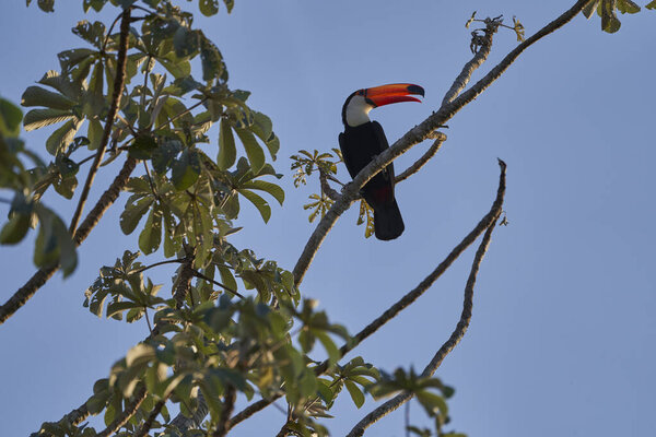 toco toucan, Ramphastos toco, also common toucan or giant toucan, is the largest species in the toucan family, sitting in a high tree in Bolivia