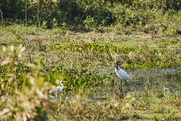 Der Jabiru Ist Ein Großer Watvogel Der Amerika Von Mexiko — Stockfoto