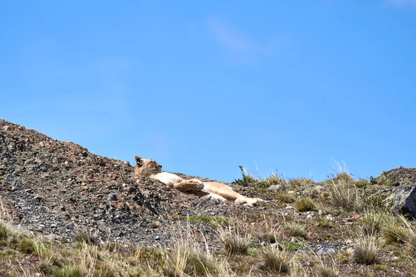 Puma Concolor Cougar Mountain Lion Stor Villkatt Underfamilien Felinae Ligger – stockfoto