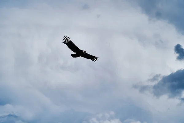 Andean Condor Vultur Gryphus Soaring Colca Canyon Andes Peru Close Royalty Free Stock Photos