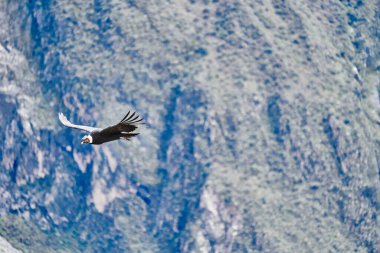 And Akbabası, Vultur gryphus, Peru 'nun And Dağları' ndaki Colca Kanyonu 'nun üzerinden Arequipa' ya doğru yükseliyor. And Akbabaları dünyanın en büyük uçan kuşudur, ağırlığı ve kanat açıklığının toplamından oluşur.