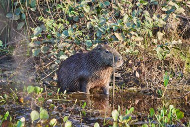 Capybara, Hydrochoerus hydrochaeris, dünyada yaşayan en büyük kemirgen, Güney Amerika 'ya özgü dev bir mağara kemirgenidir. Transpantaneira boyunca Pantanal Porto Jofre, Brezilya