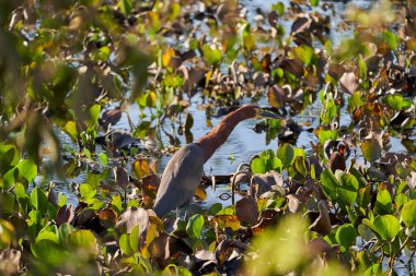 Pantanal 'ın egzotik kuşları. Tigrisoma lineatum balıkçılgiller (Ardeidae) familyasından bir balıkçıldır. Pantanal, Brezilya 'daki sulak alanların su bitkileri arasında geziniyor.