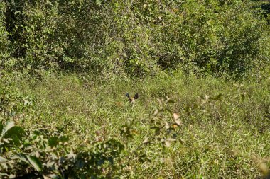 Bataklık geyiği, Blastocerus dichotomus, ayrıca bataklık geyiği, Güney Amerika 'nın en büyük geyik türü, çoğunlukla pantanal, Brezilya, Güney Amerika' nın bataklık bölgesinde bulunur.