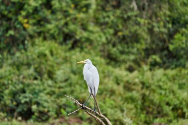 Pantanal 'ın egzotik kuşları. Büyük beyaz balıkçıl, Ardea alba, ya da yaygın balıkçıl, büyük balıkçıl, ya da pantanal bataklığının sulak alanlarında büyük beyaz balıkçıl, Brezilya, Güney Amerika