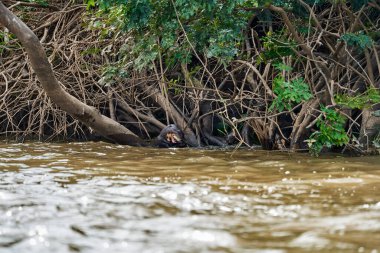 Dev nehir samuru, Pteronura brasiliensis, Güney Amerika etobur memelisi, gelincik ailesinin en uzun üyesi, Mustelidae. Cuiaba Nehri, Pantanal, Brezilya 'da su samurları ziyafet çekiyor.