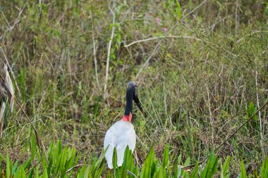 Jabiru, Meksika 'dan Arjantin' e kadar Amerika 'da bulunan, siyah başlı ve kırmızı boyunlu, şişme boğazlı, Pantanal, Brezilya' da yaşayan bir kuş türüdür.