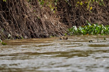 Jaguar, Panthera onca, Pantanal, Brezilya 'da Cuiaba nehrinde yüzen Panthera, Amerika' ya özgü tek canlı türüdür.