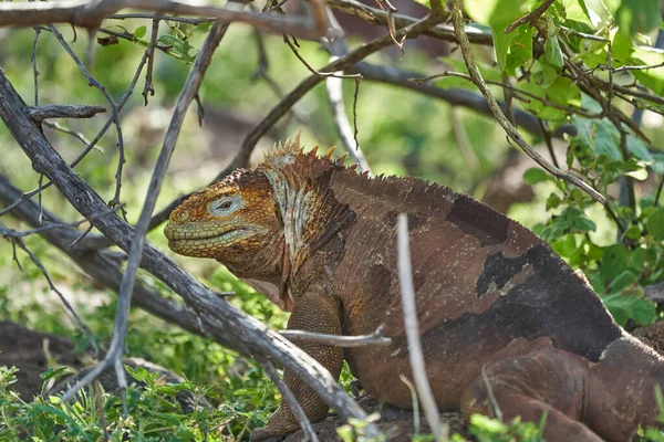 Galapagos Landleguan Conolophus Subcristatus Seinem Natürlichen Lebensraum Eine Gelbe Eidechse — Stockfoto