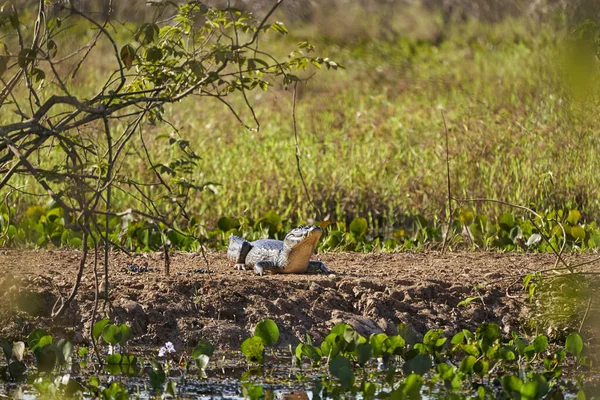 Caimán Que Encuentra Pantano Los Humedales Del Pantanal Largo Transpantaneira — Foto de Stock