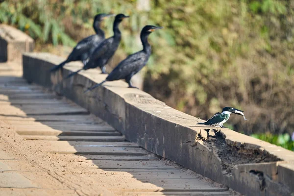 Martin Pêcheur Perché Sur Pont Bois Côté Cormorans Long Transpantaneira — Photo