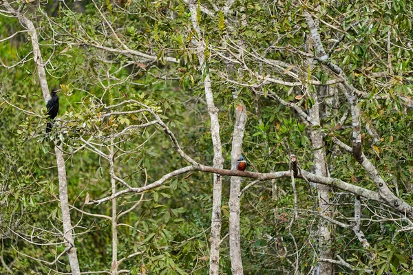 Экзотические Птицы Пантанала Неотропный Баклан Оливковый Баклан Phalacrocorax Brasilianus Сидящий — стоковое фото