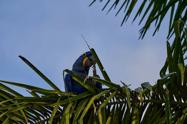 Sümbül Papağanı Anodorhynchus Hyacinthinus Veya Hyacinthine Macaw Güney Amerika Nın — Stok fotoğraf