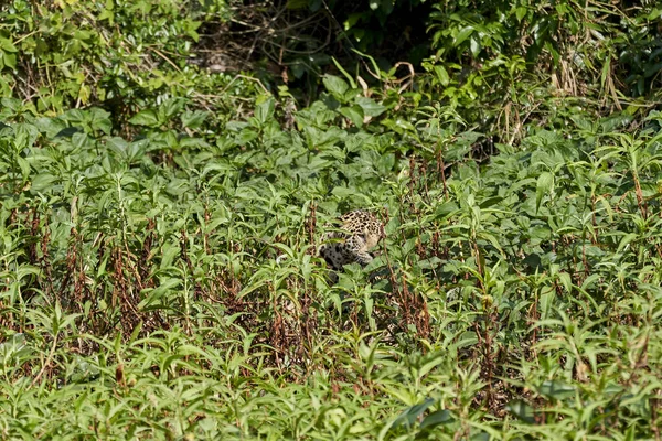 Jaguar Panthera Onca Est Une Grande Espèce Félidés Seul Membre — Photo