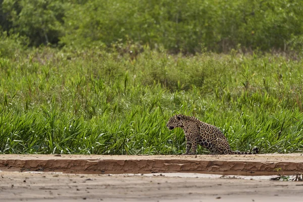 Jaguar Panthera Onca Una Gran Especie Felino Único Miembro Existente — Foto de Stock