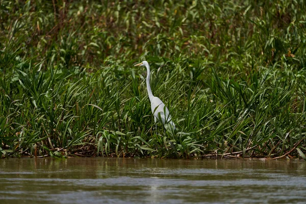 Exotische Vögel Des Pantanal Der Silberreiher Ardea Alba Oder Silberreiher — Stockfoto