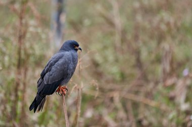 The snail kite, Rostrhamus sociabilis, is a bird of prey within the family Accipitridae with slender beak, red eyes and dark blue gray plumage. Along the Transpantaneira to Porto Jofre, Brazil clipart