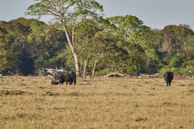 Su bufalosu, Bubalus bubalis, ayrıca bir sığır çiftliğinin çayırında yaşayan yerli ya da Asya su bufalosu. Pantanal, Brezilya, Güney Amerika 'daki Jaguar koruma programının bir parçası.