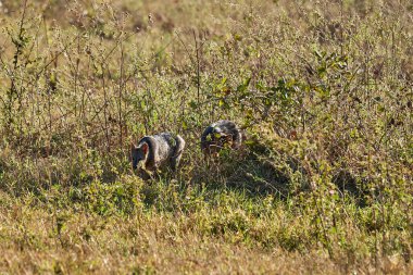 Yengeç yiyen tilki, Cerdocyon thous, orman tilkisi, orman tilkisi, orman tilkisi, orman köpeği veya maikong pantanal bataklığı, Brezilya ve Güney Amerika 'nın sulak alanlarında yetişen orta büyüklükteki bir köpek türüdür.