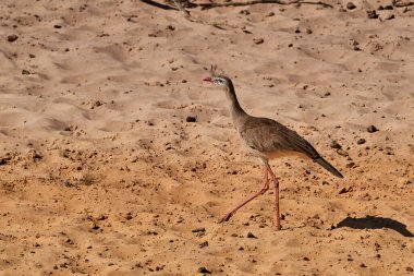Kırmızı bacaklı seriema, Cariama cristata, ayrıca Pantanal bataklığının sulak arazilerindeki ibikli cariama veya ibikli seriema, Brezilya, Güney Amerika