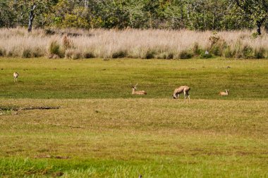 Bataklık geyiği, Blastocerus dichotomus, ayrıca bataklık geyiği, Güney Amerika 'nın en büyük geyik türü, çoğunlukla pantanal, Brezilya, Güney Amerika' nın bataklık bölgesinde bulunur.